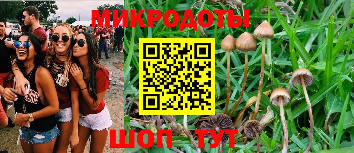 Александров  Псилоцибиновые грибы Cubensis  Вход с VPN 